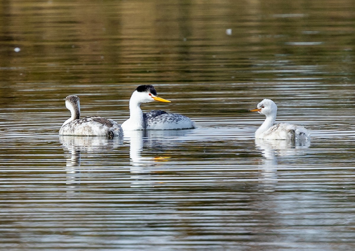 Clark Batağanı - ML645365429