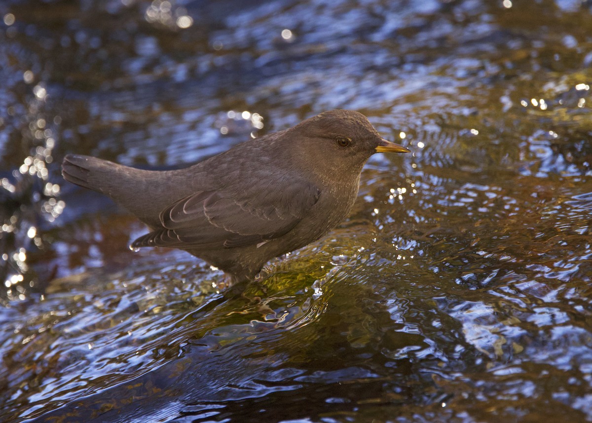 Amerika Derekuşu - ML645365430