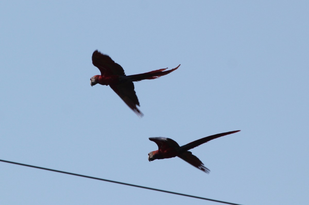 Karmen Rengi Ara - ML645365433