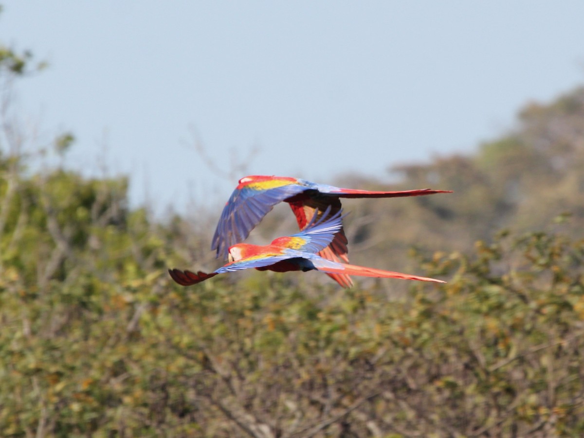 Karmen Rengi Ara - ML645365434