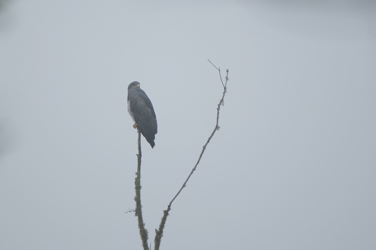 Kara Göğüslü Dağ Şahini - ML645365444