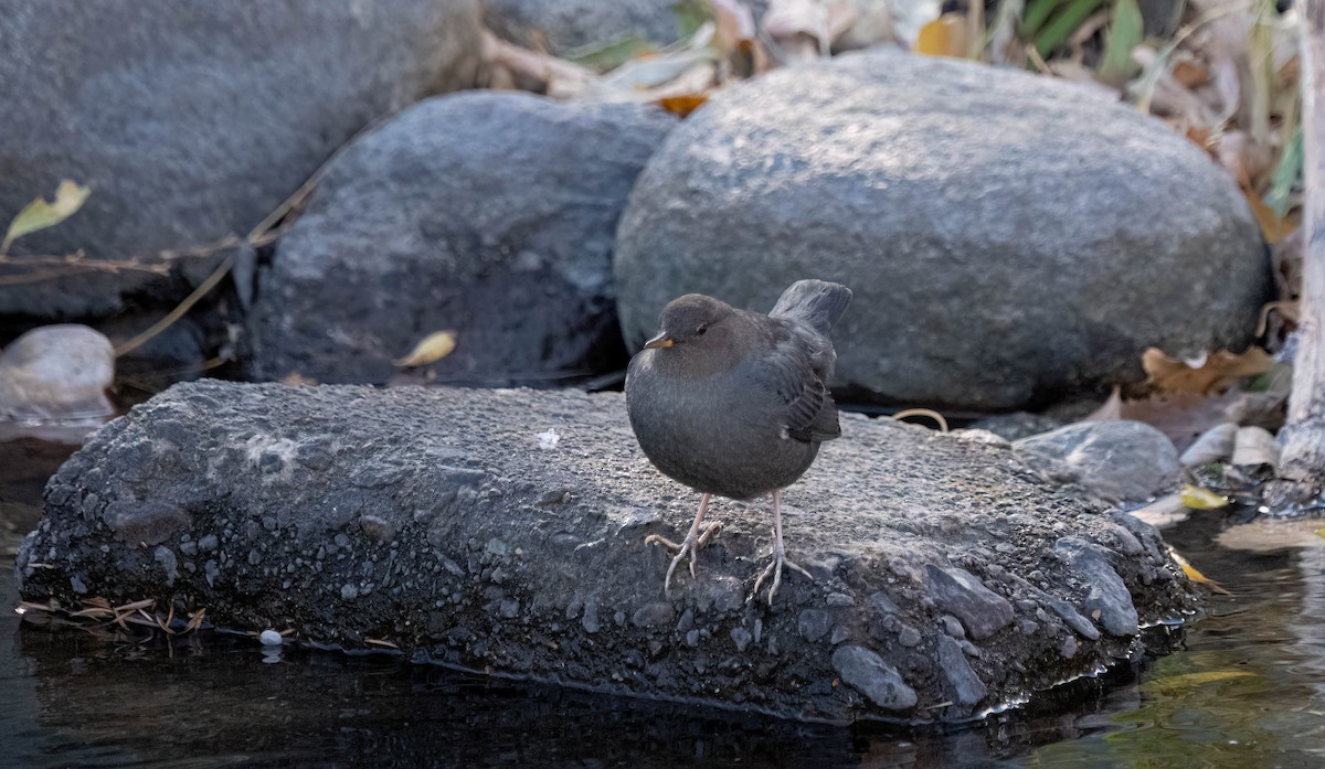 American Dipper - ML645365473