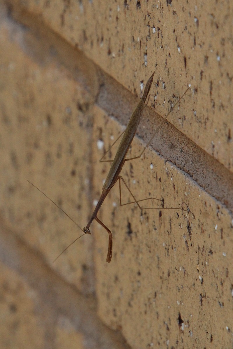 Slim Mexican Mantis - ML645365475
