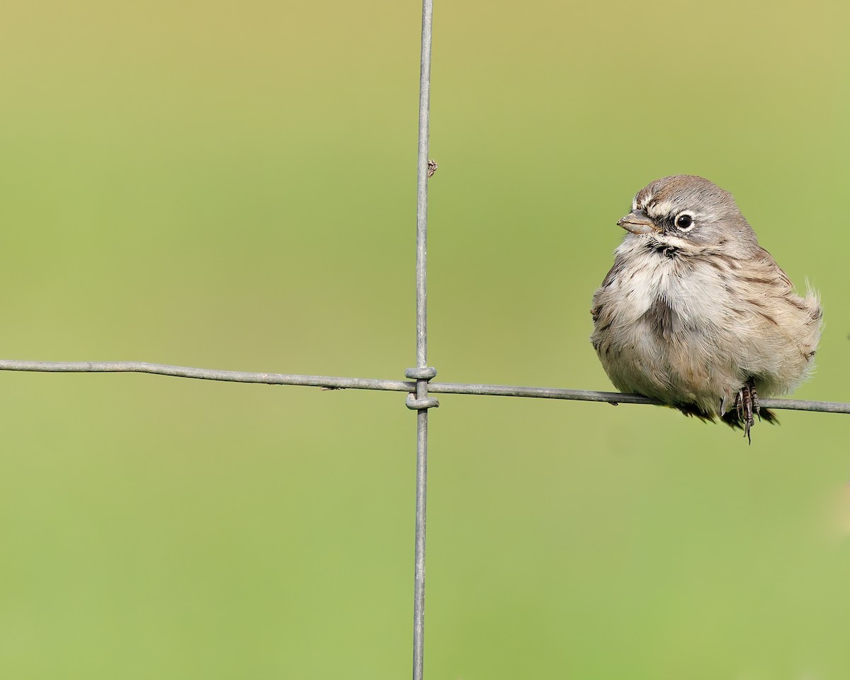 Sagebrush Sparrow - ML645365477