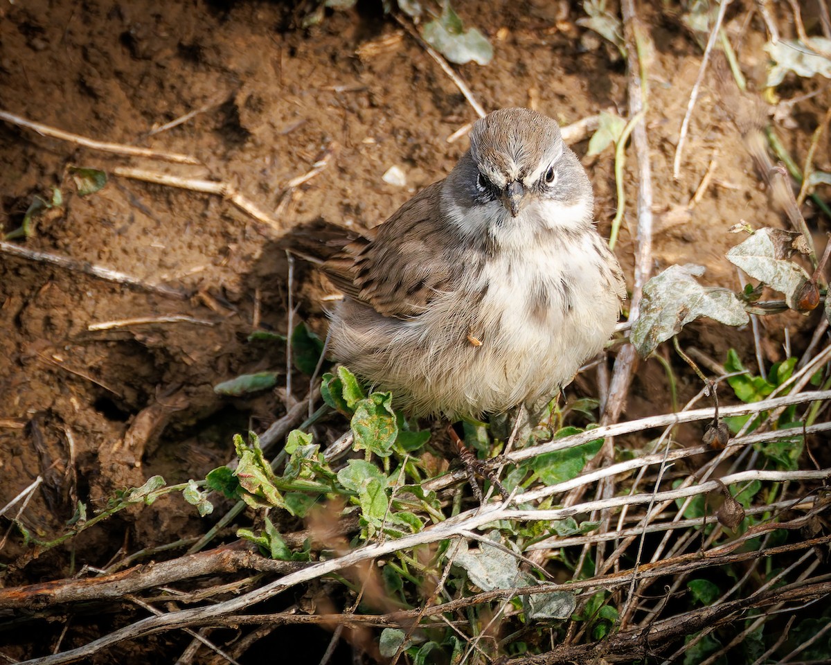 Sagebrush Sparrow - ML645365478