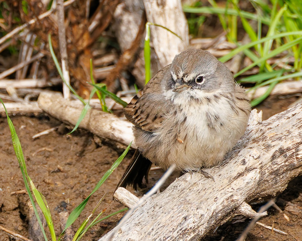 Sagebrush Sparrow - ML645365479