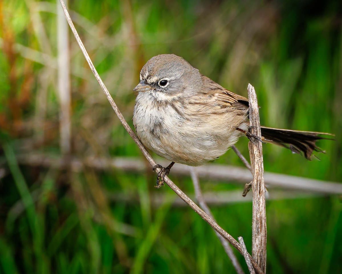 Sagebrush Sparrow - ML645365480