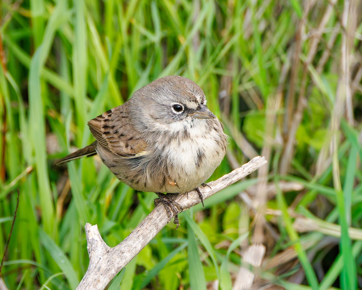 Sagebrush Sparrow - ML645365481