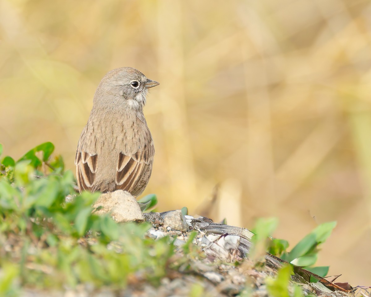 Sagebrush Sparrow - ML645365482