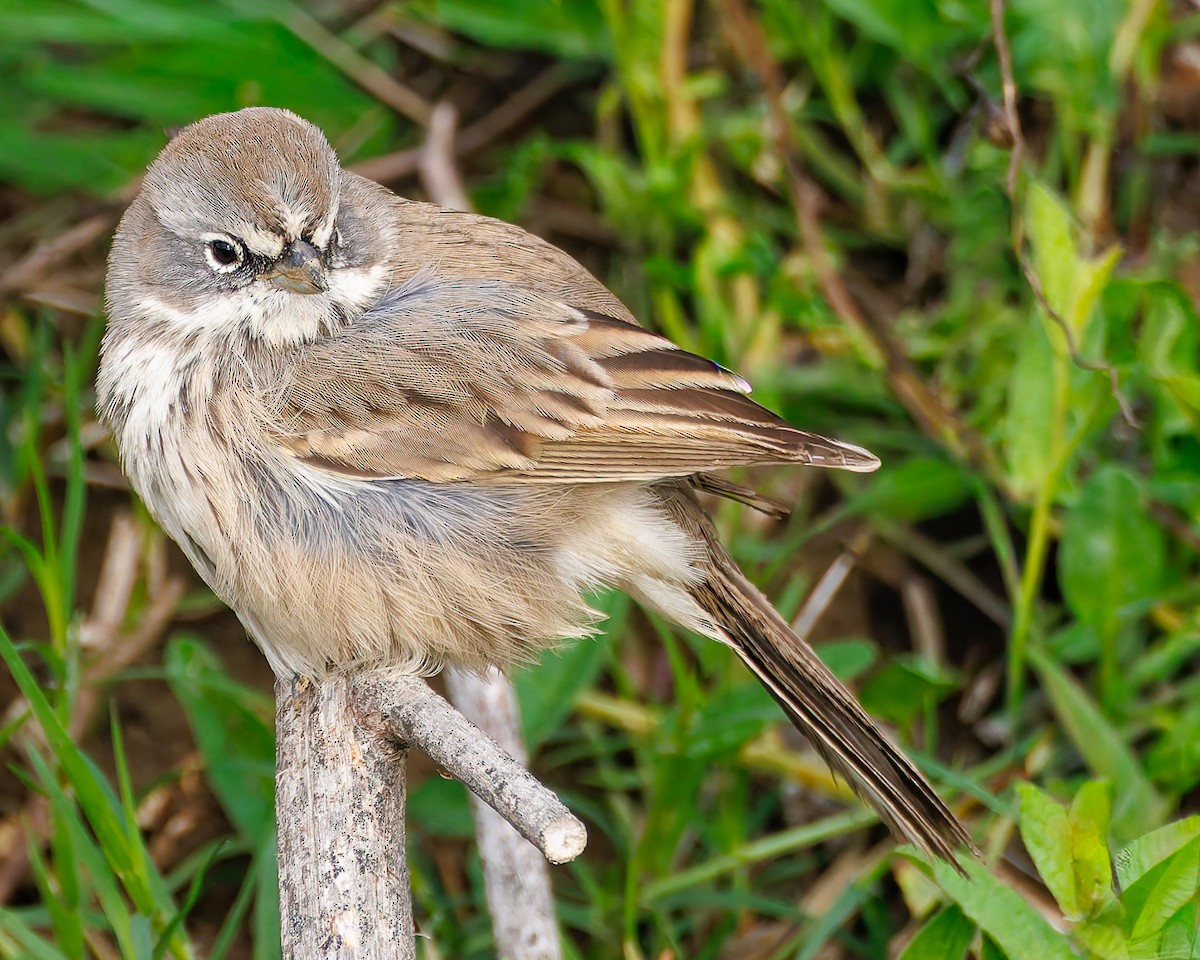 Sagebrush Sparrow - ML645365483
