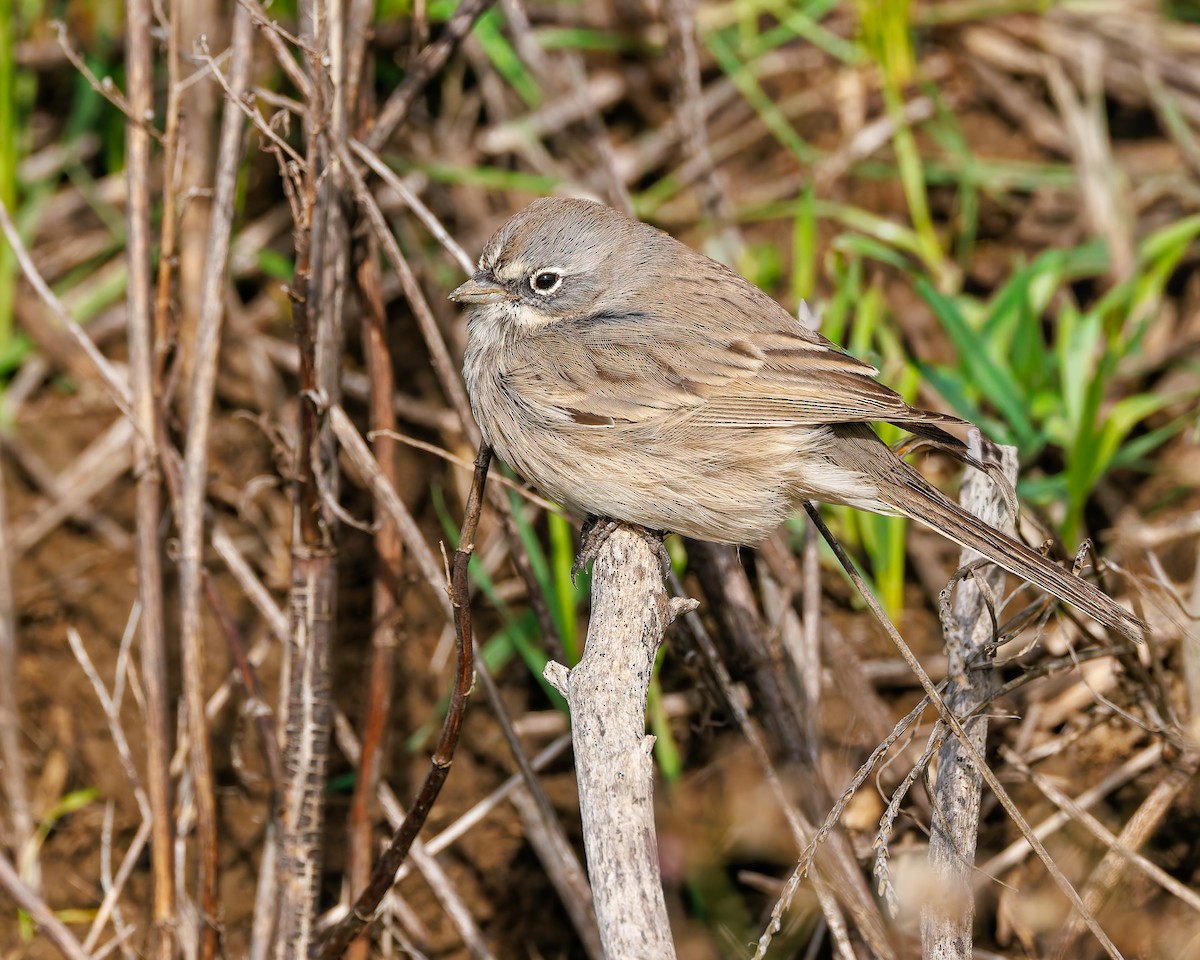 Sagebrush Sparrow - ML645365484