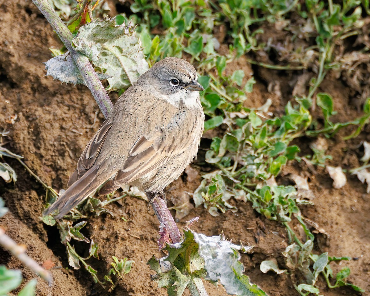 Sagebrush Sparrow - ML645365485
