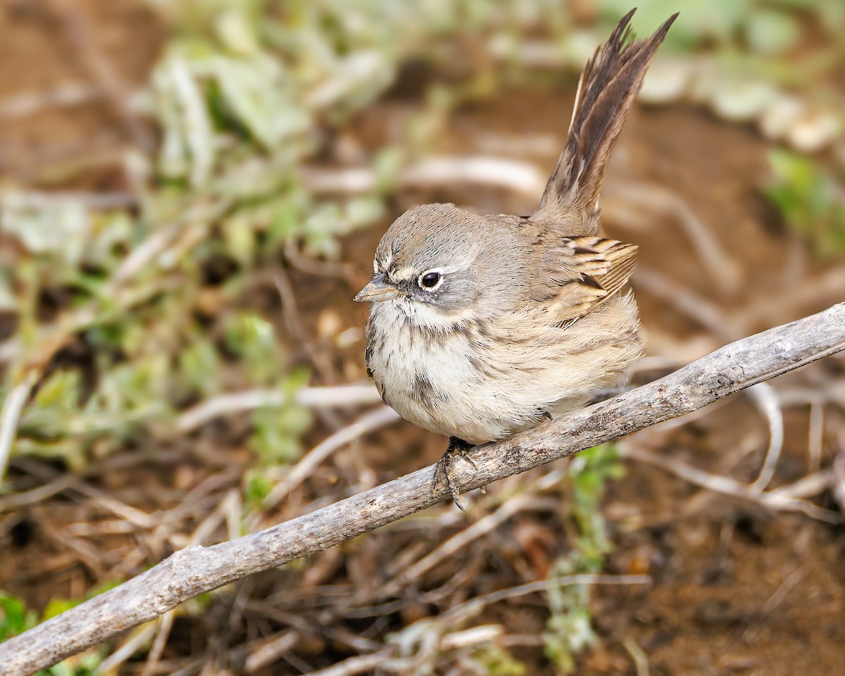 Sagebrush Sparrow - ML645365486