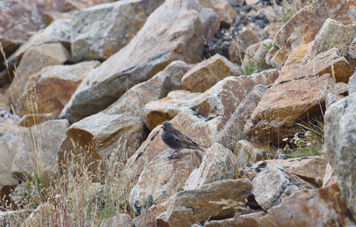 Black Rosy-Finch - ML645365491