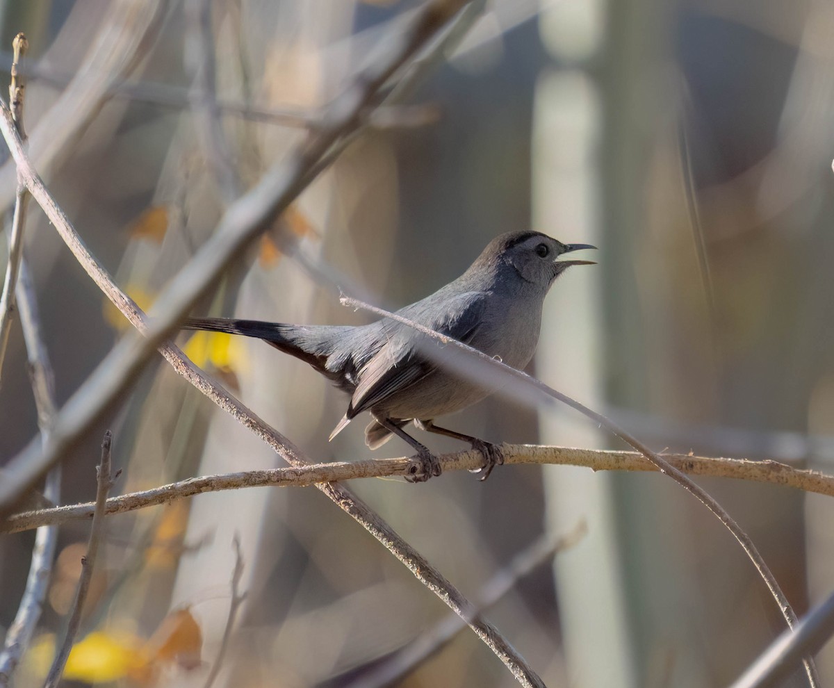 Gray Catbird - ML645365492