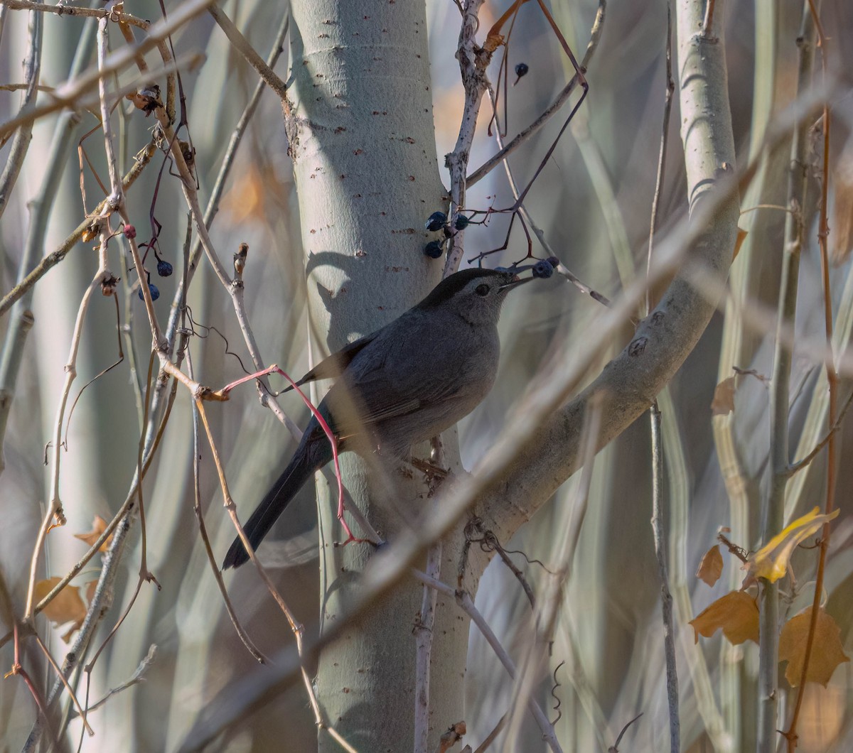 Gray Catbird - ML645365493