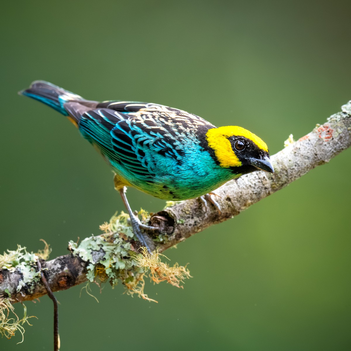 Saffron-crowned Tanager - ML645365496