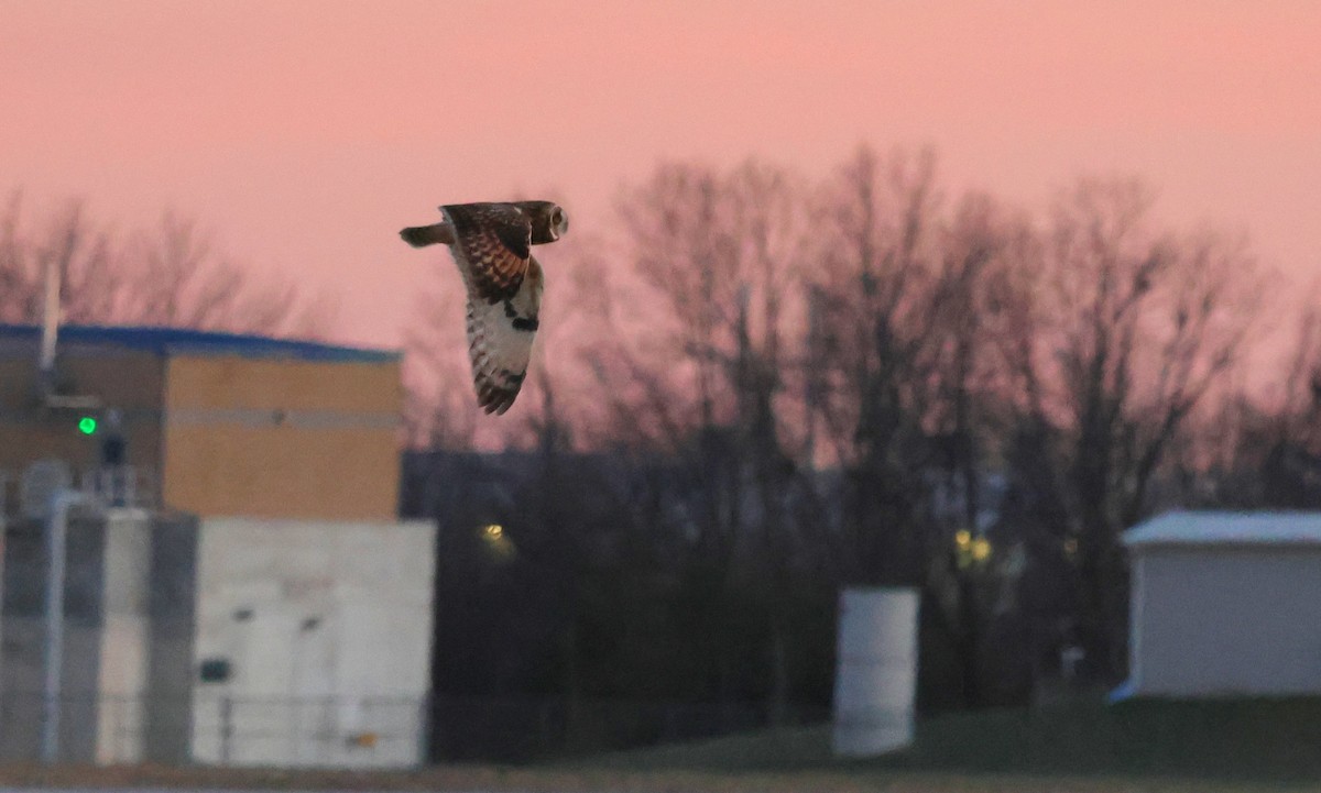 Short-eared Owl - ML645365502