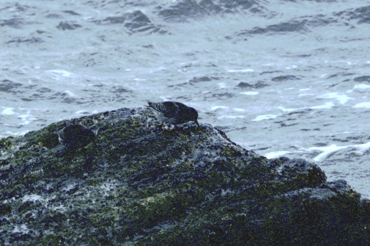 Purple Sandpiper - ML645365511