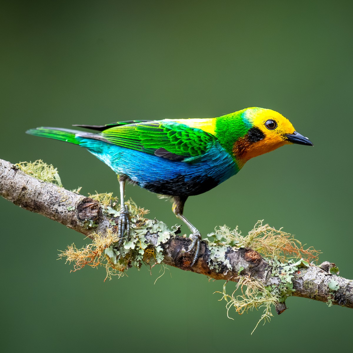 Multicolored Tanager - ML645365512