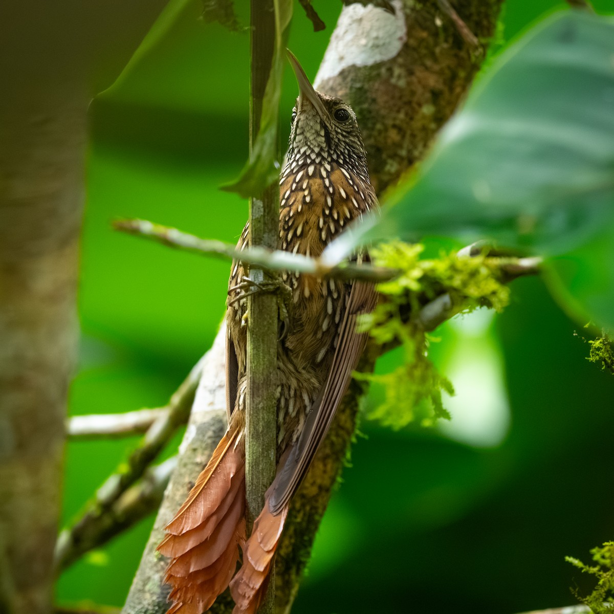 Montane Woodcreeper - ML645365520