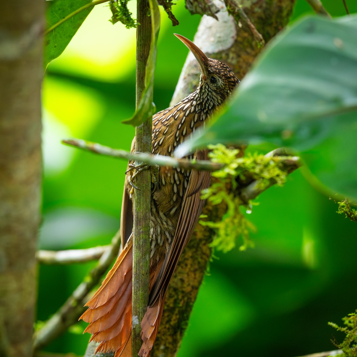 Montane Woodcreeper - ML645365521