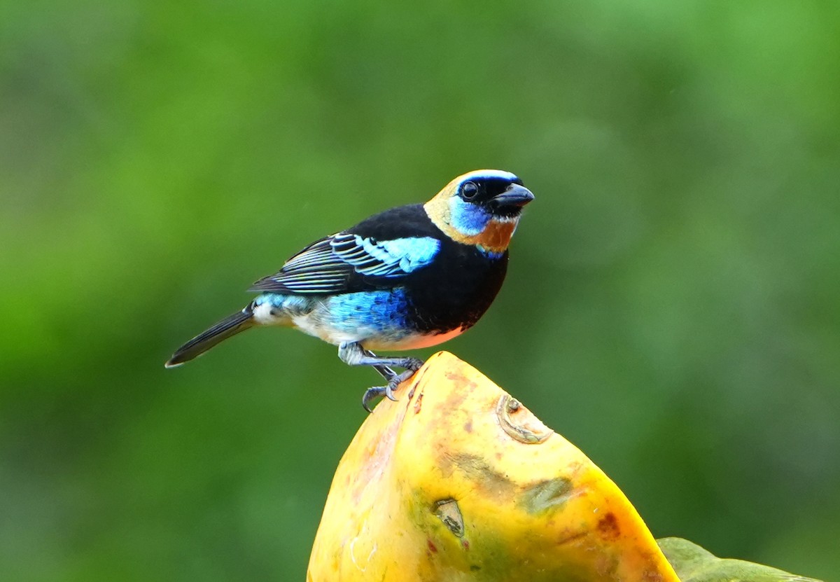 Golden-hooded Tanager - ML645365529