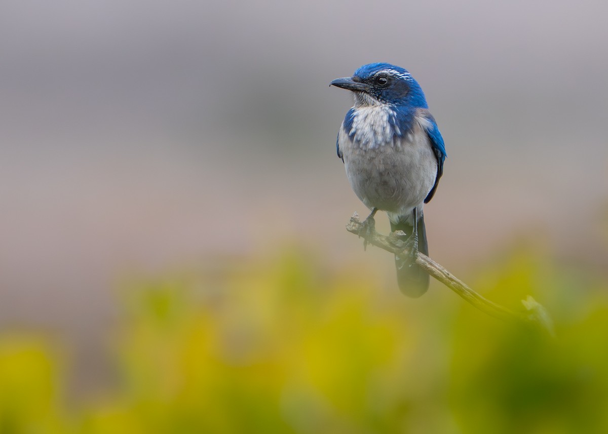 California Scrub-Jay - ML645365530