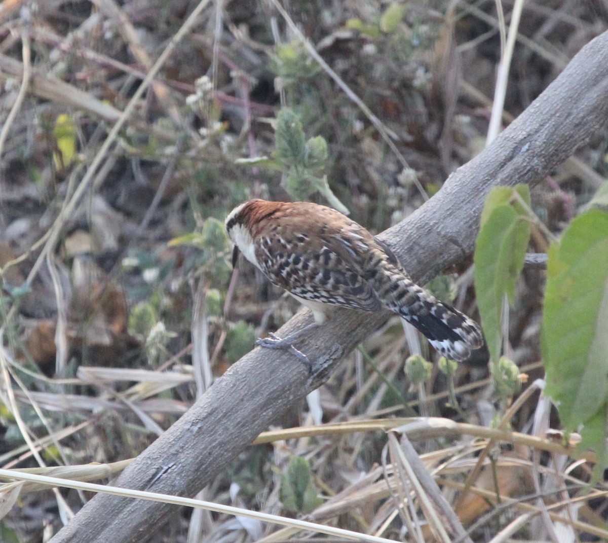 Rufous-backed Wren - ML645365541
