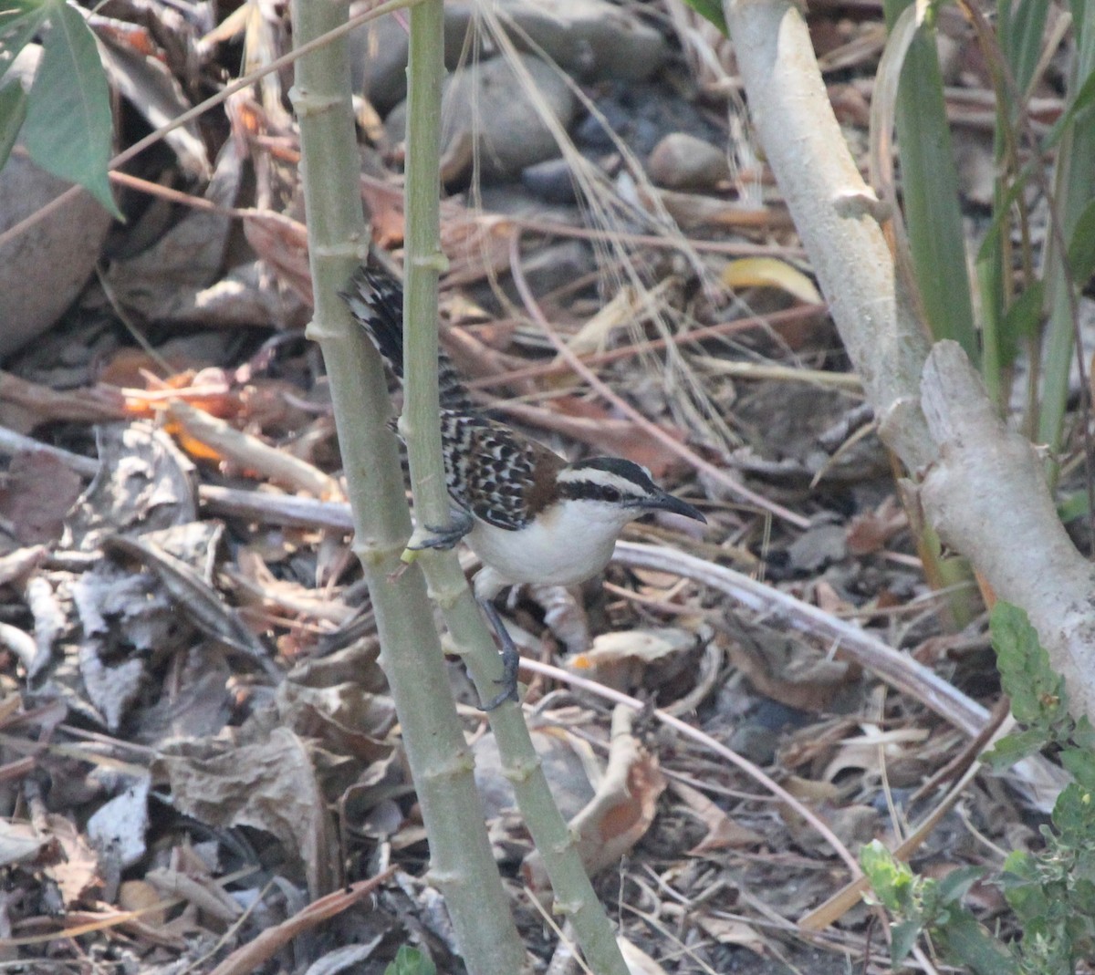 Rufous-backed Wren - ML645365542