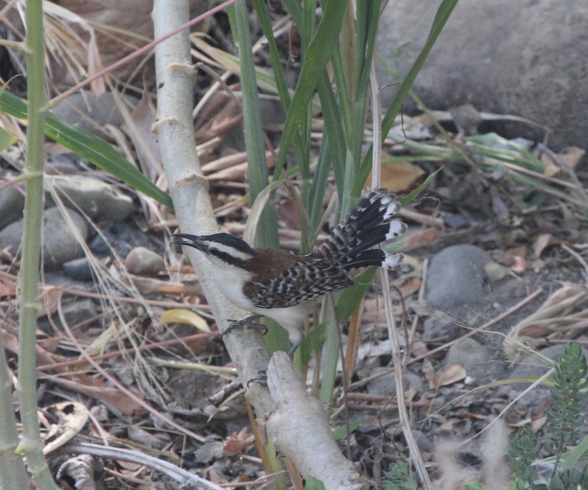 Rufous-backed Wren - ML645365543