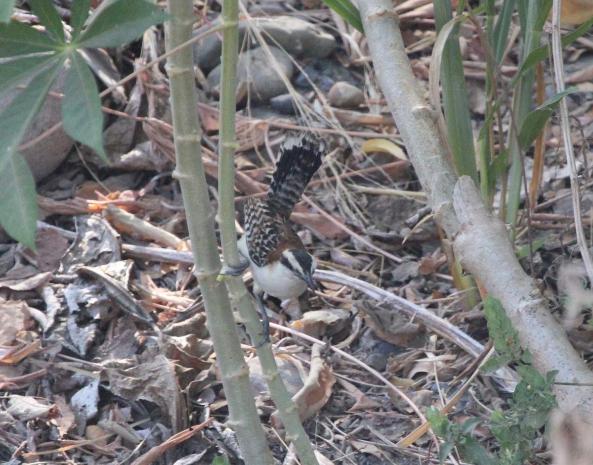 Rufous-backed Wren - ML645365544