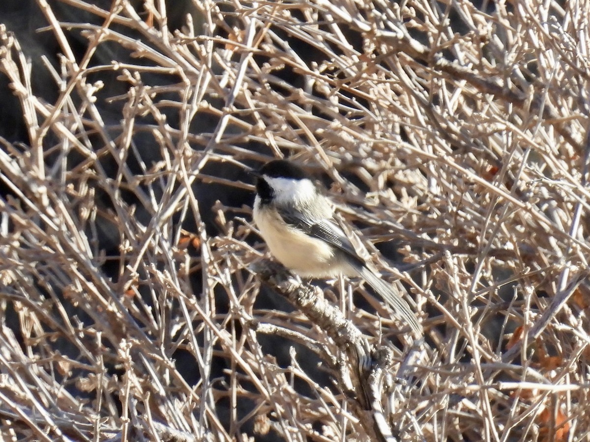 Black-capped Chickadee - ML645365549