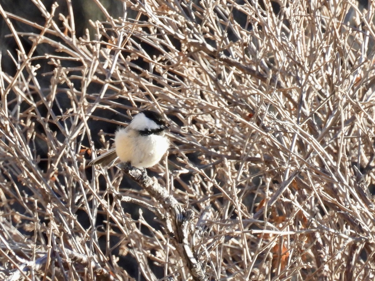 Black-capped Chickadee - ML645365550