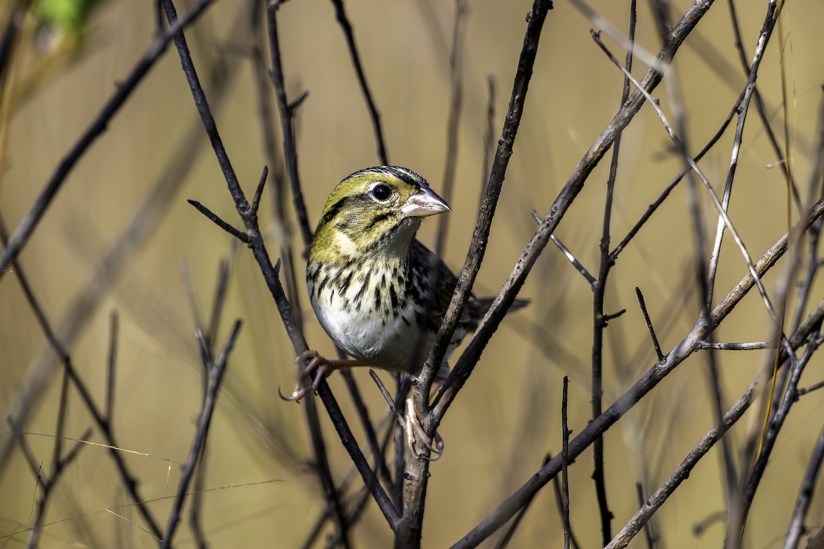 Henslow's Sparrow - ML645365555