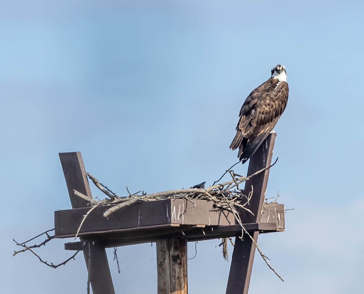 Osprey - ML645365558