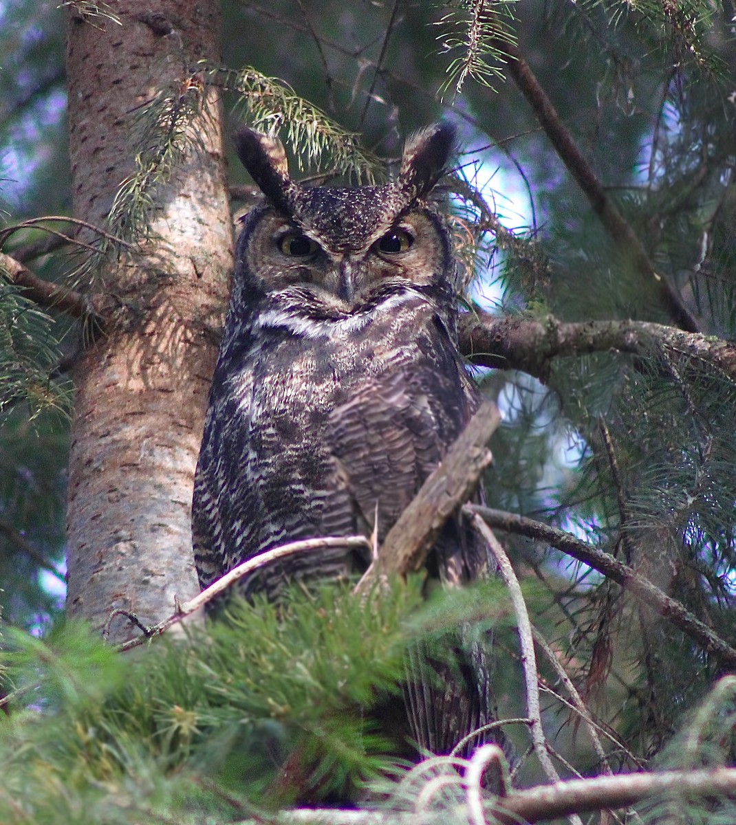 Пугач віргінський - ML645365564