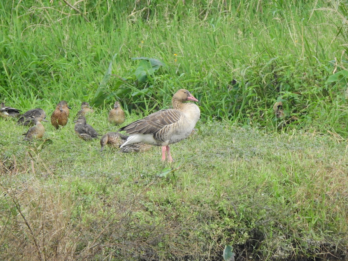 灰雁 - ML645365567