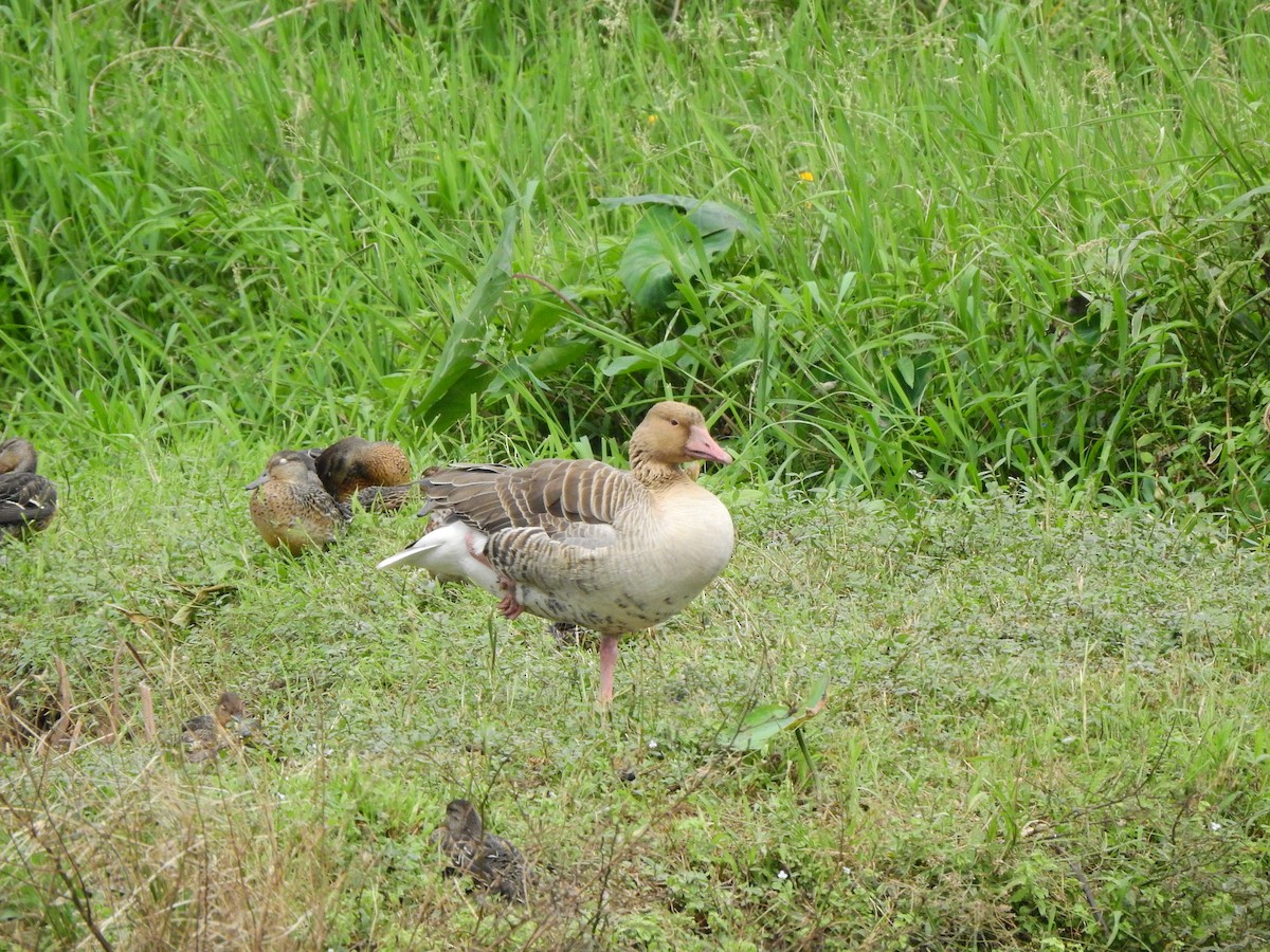 灰雁 - ML645365570