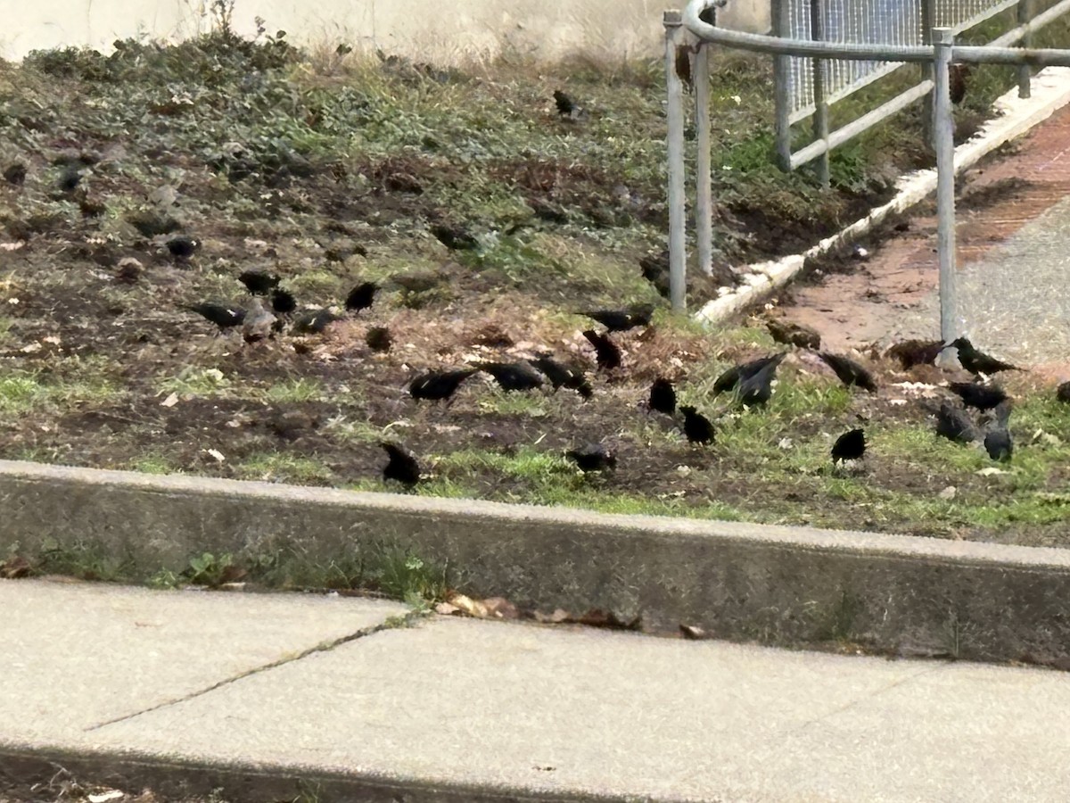 Tricolored Blackbird - ML645365571