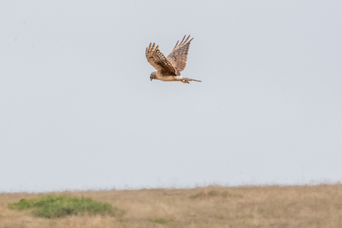 Northern Harrier - ML645365577