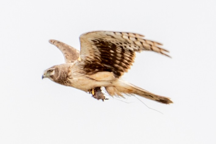 Northern Harrier - ML645365590