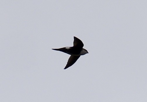 White-throated Swift - ML645365595