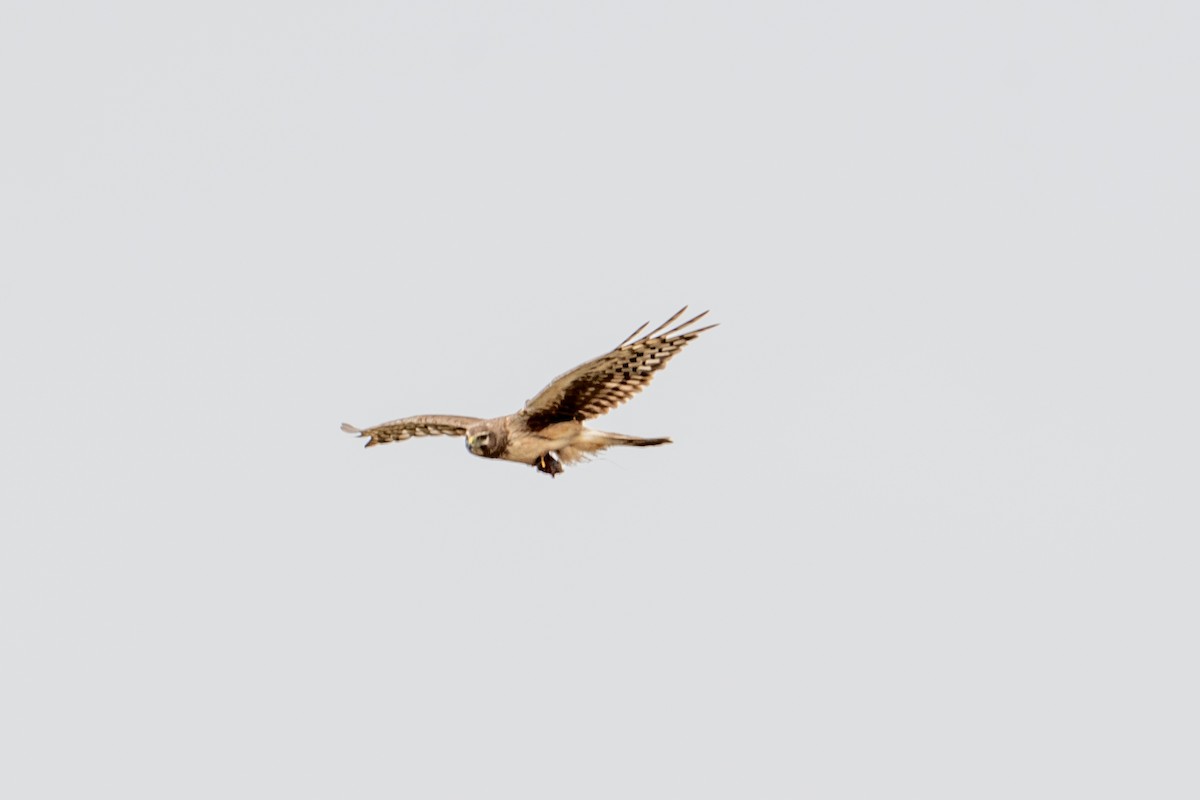 Northern Harrier - ML645365597