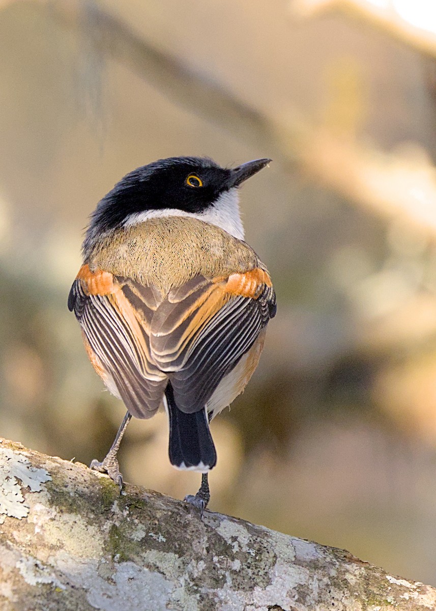 Kapschnäpper [erythrophthalma-Gruppe] - ML645365656