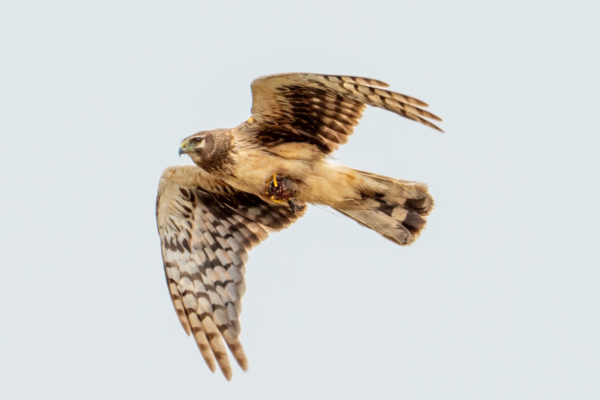 Northern Harrier - ML645365658