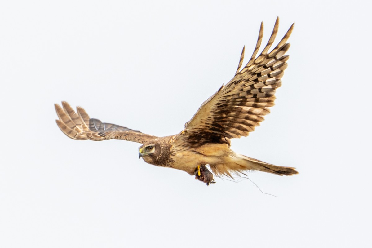 Northern Harrier - ML645365664