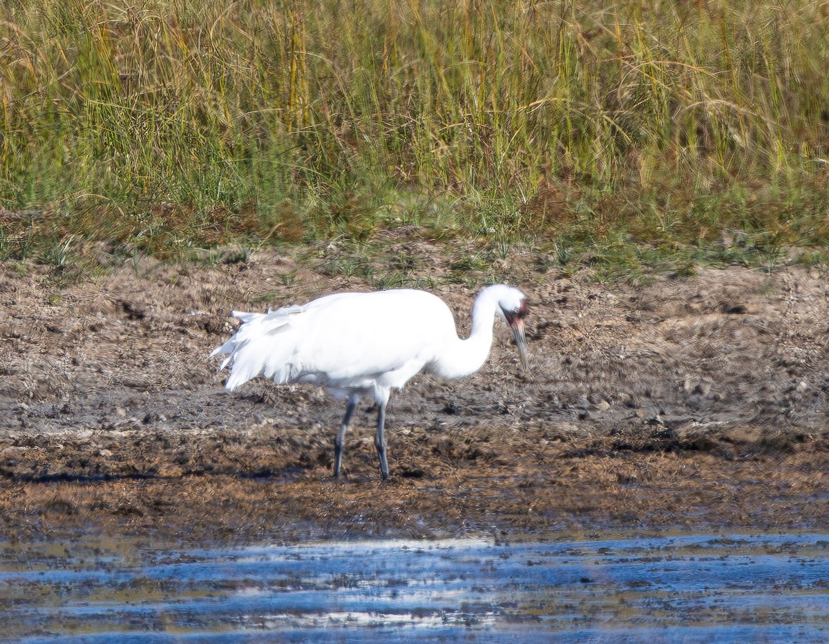 アメリカシロヅル - ML645365665