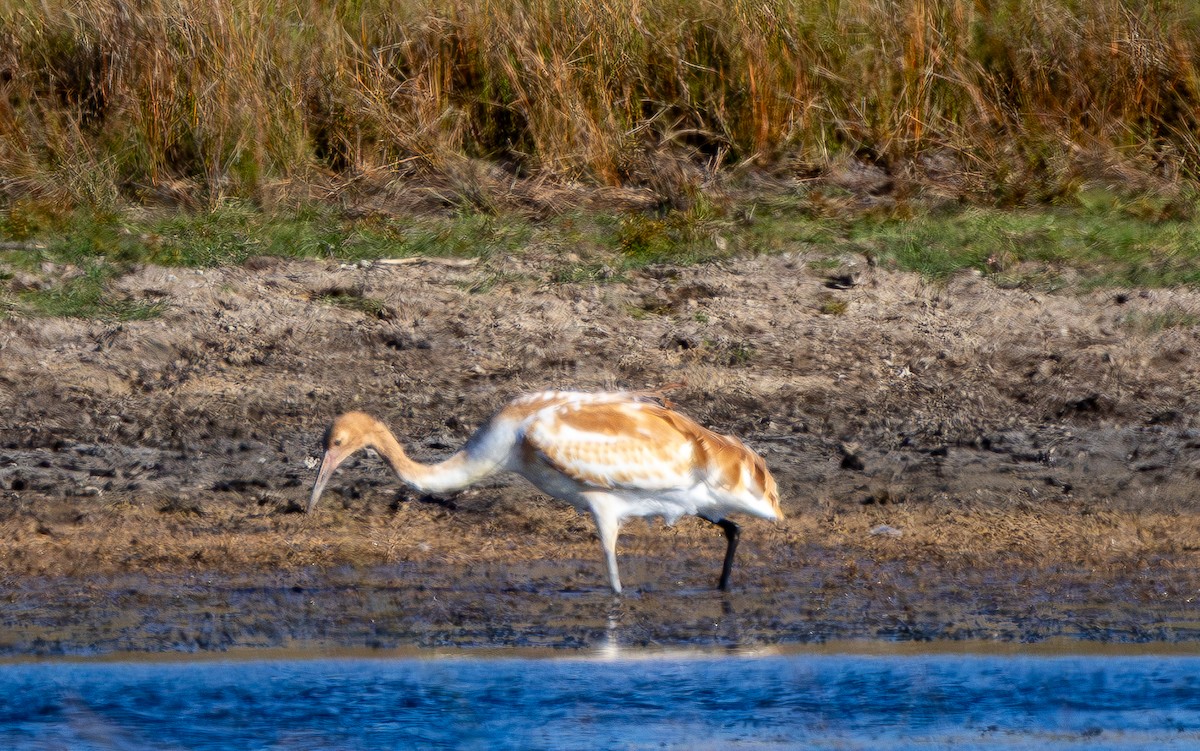 アメリカシロヅル - ML645365666