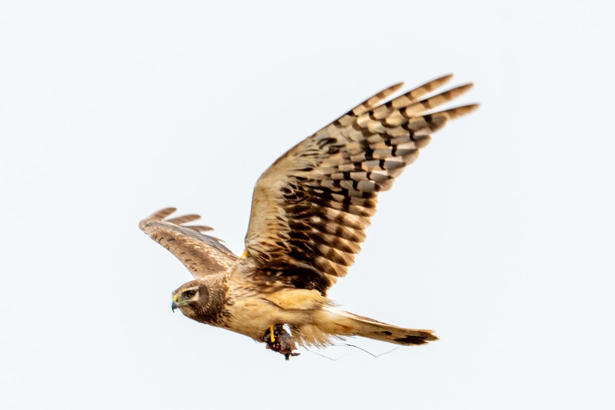 Northern Harrier - ML645365671